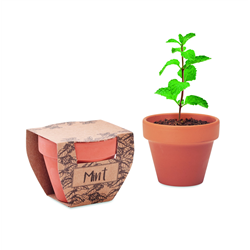 Nasiona mięty w doniczce MINT POT