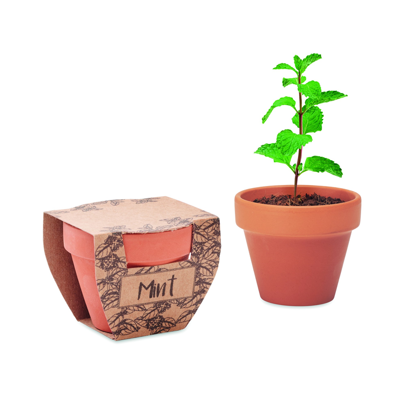Nasiona mięty w doniczce MINT POT
