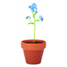 Doniczka, niezapominajka FORGET ME NOT