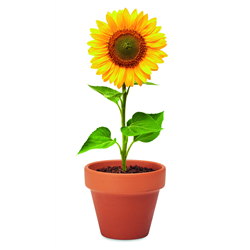 Doniczka, słonecznik SUNFLOWER