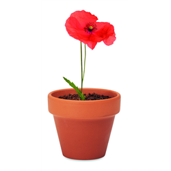 Doniczka, mak RED POPPY